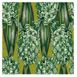 Hyacinth　ヒヤシンス
